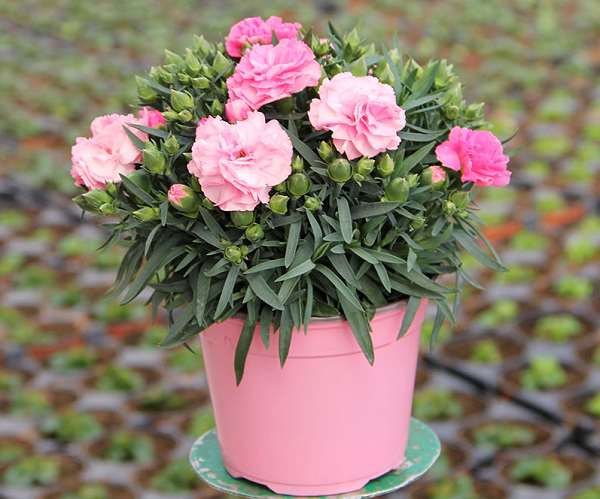 Picture of DIANTHUS SUNCHARM P13CM C1L