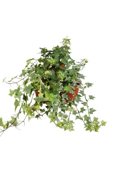 Picture of Hedera helix mix