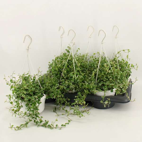 Picture of FICUS PUMILA WHITE IN HANGING BASKET