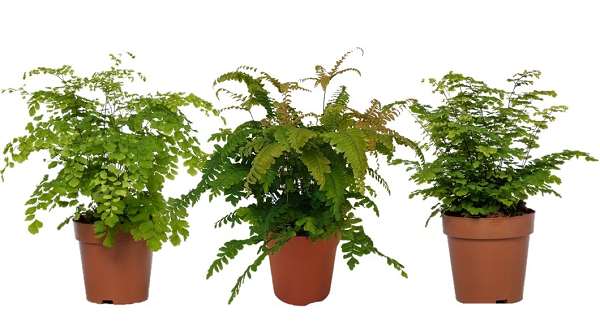 Picture of Adiantum raddianum mix