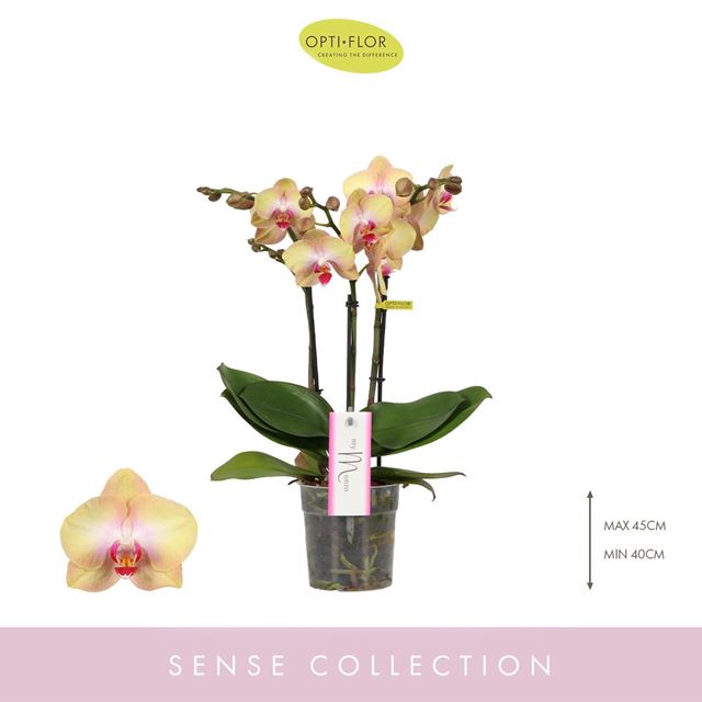 Picture of PHALAENOPSIS 03-STEM MYMONRO GLAMOUR 