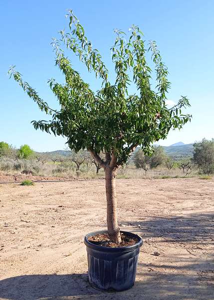 Picture of PRUNUS DULCIS AMANDIER TIGE 30/40 C110L