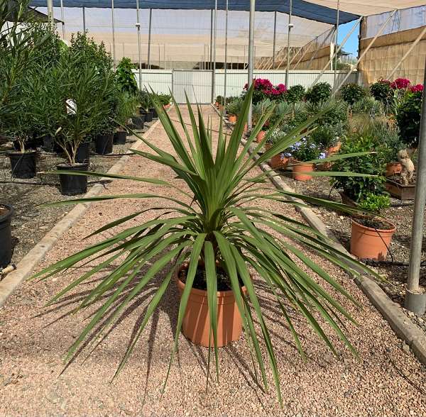 Picture of CORDYLINE PEKO C10L