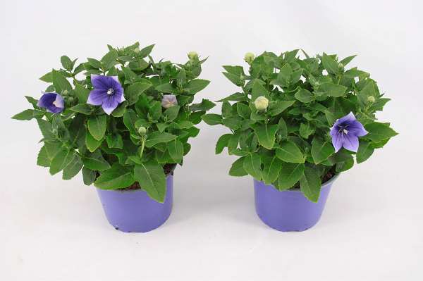 Picture of PLATYCODON BLUE