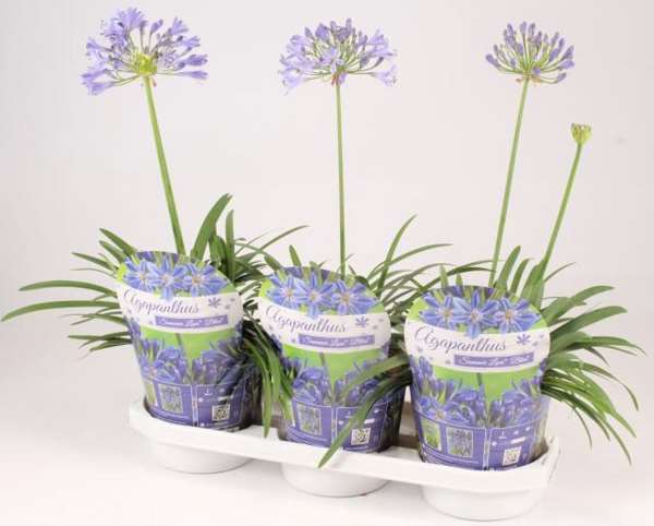 Picture of Agapanthus africanus summer love blue