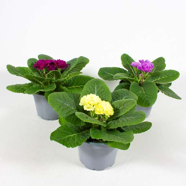 Picture of PRIMULA ACAULIS MIX DOUBLE FLOWERED MIX