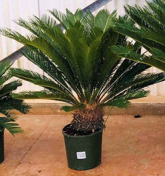 Picture of CYCAS REVOLUTA 26CM TRONC 20CM