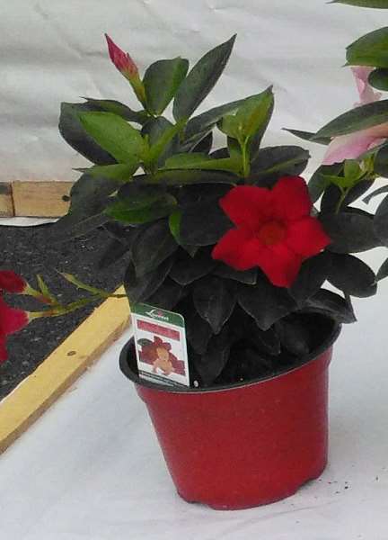 Picture of DIPLADENIA TOUFFE 14CM