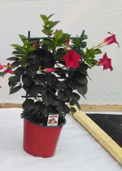 Picture of DIPLADENIA PALISSE 17CM