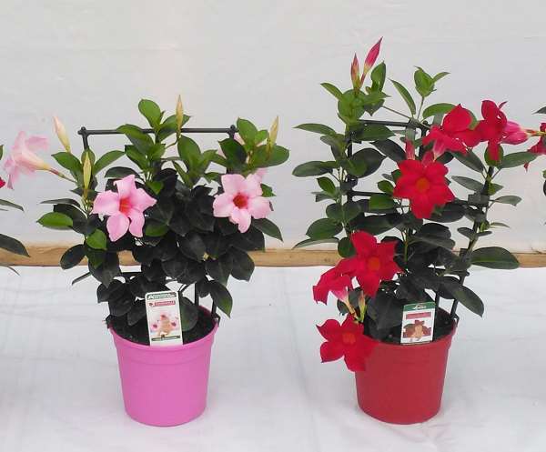 Picture of DIPLADENIA PALISSE 14CM