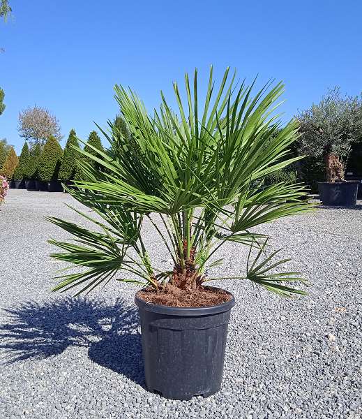 Picture of CHAMAEROPS HUMILIS C15L