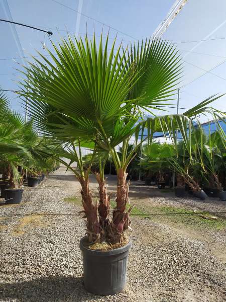 Picture of WASHINGTONIA ROBUSTA GROUPE C45L