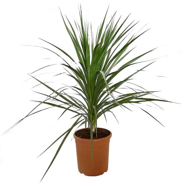 Picture of CORDYLINE INDIVISA C15L