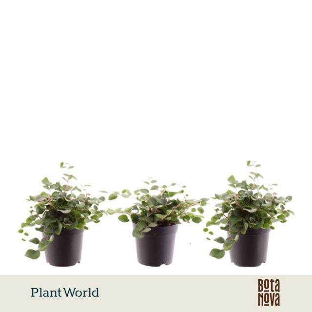 Picture of Pellaea rotundifolia