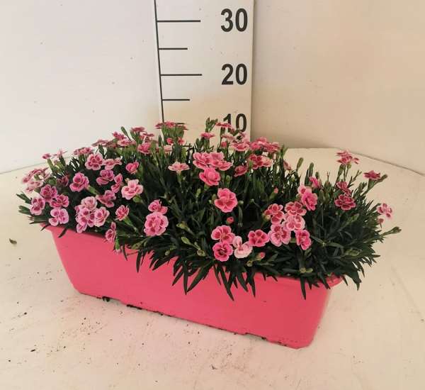 Picture of DIANTHUS PINK KISS WINDOWBOX