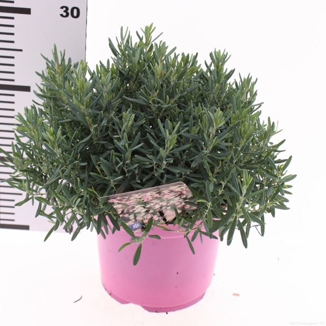 Picture of Andromeda polifolia blue ice