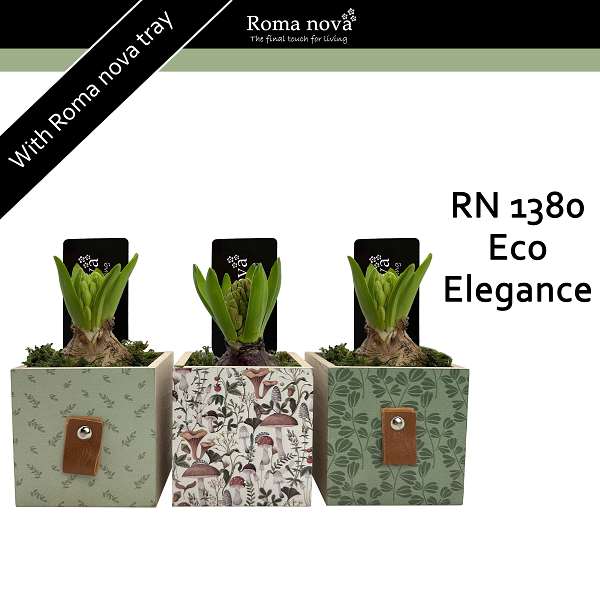 Picture of HYACINTHUS 01BULB IN ECO ELEGANCE