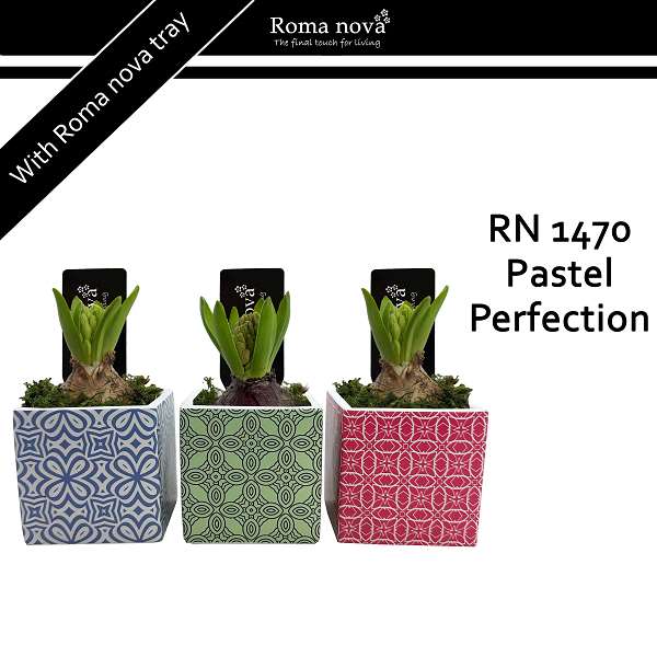 Picture of Hyacinthus 01bulb ceramic pastel perfection