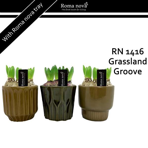 Picture of HYACINTHUS 03BULB IN GRASSLAND GROOVE