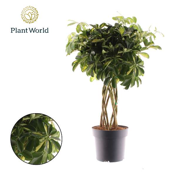 Picture of Schefflera arboricola gold capella cone