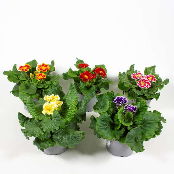 Picture of PRIMULA ACAULIS FRINGED VARIETIES MIX