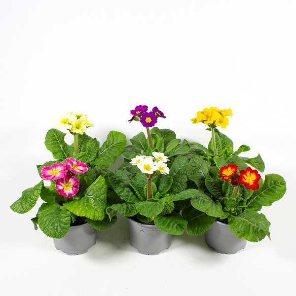 Picture of PRIMULA ELATIOR INARA MIX