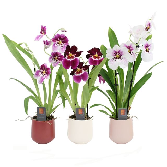 Picture of MILTONIOPSIS 02-STEM MIX IN CERAMIC