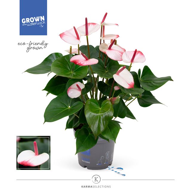 Picture of ANTHURIUM ANDREANUM GRANDI FLORA HOTLIPS