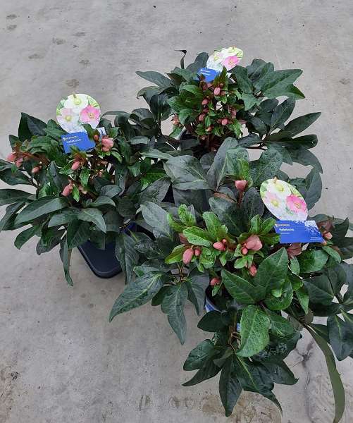 Picture of HELLEBORUS HYBRID MAESTRO