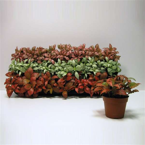 Picture of FITTONIA MIX SMALL LEAVED