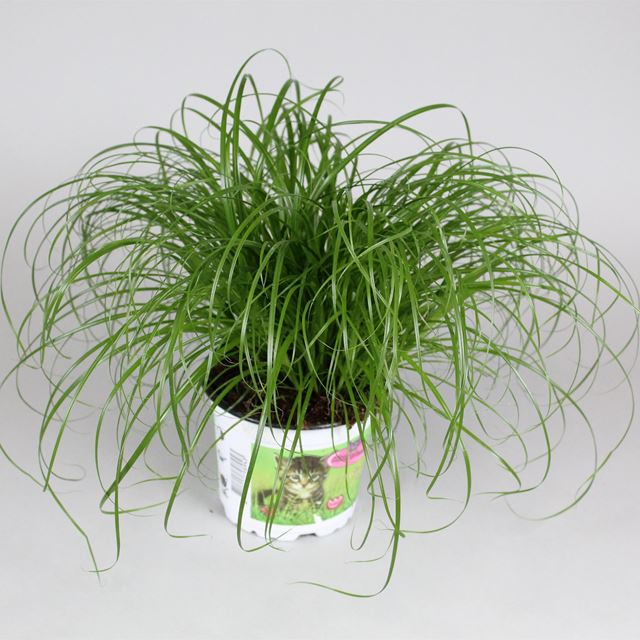 Picture of CYPERUS ZUMULA (CAT GRASS)