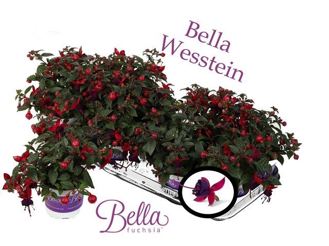 Picture of Fuchsia 'soila' ( upright )