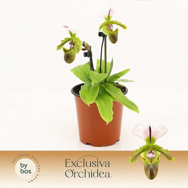 Picture of Paphiopedilum 02-stem milano