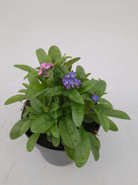 Picture of Myosotis sylvatica trio