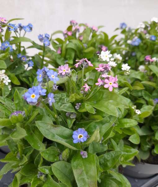 Picture of MYOSOTIS SYLVATICA TRIO