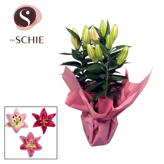 Picture of Lilium oriental 03pp rose rondella