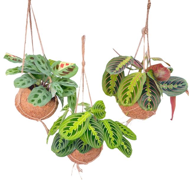 Picture of KOKODAMA MARANTA MIX