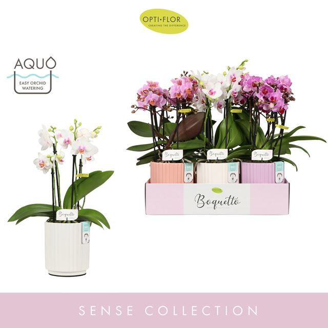 Picture of PHALAENOPSIS 03-STEM BOQUETTO PINK MIX IN CERAMIC