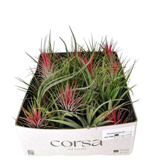 Picture of TILLANDSIA EXCLUSIVE MIX