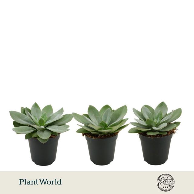 Picture of Senecio cephalophorus