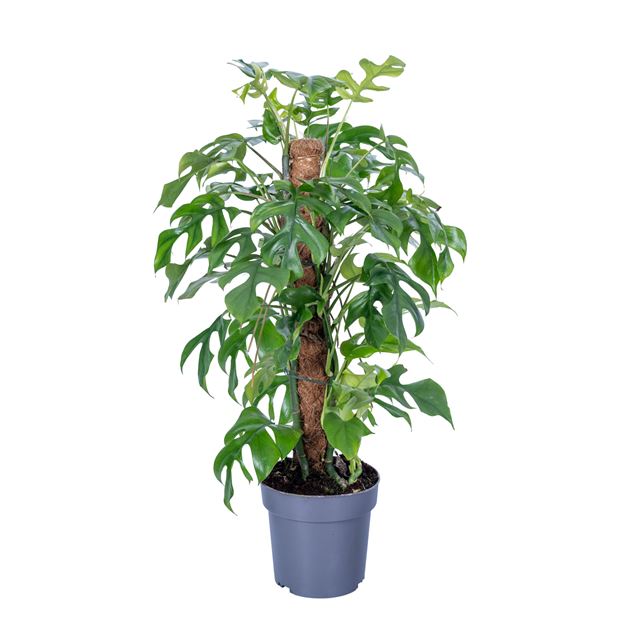 Picture of Philodendron minima mosspole