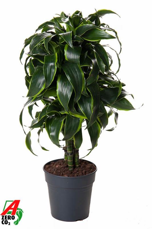 Picture of Dracaena fragrans dorado branched