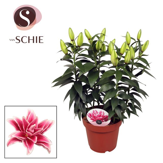 Picture of Lilium orientalis 03pp roselily kyra