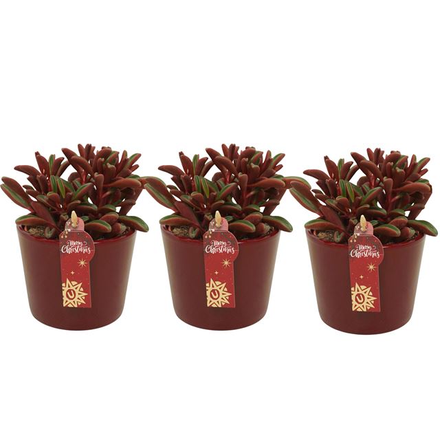 Picture of PEPEROMIA GRAVEOLENS IN XMAS CERAMIC RED