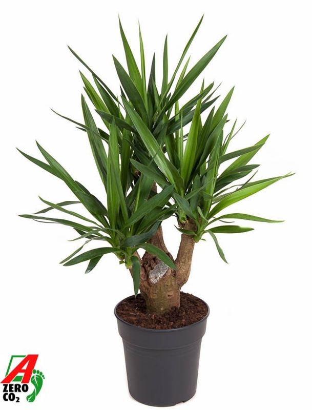 Picture of Yucca elephantipes branched