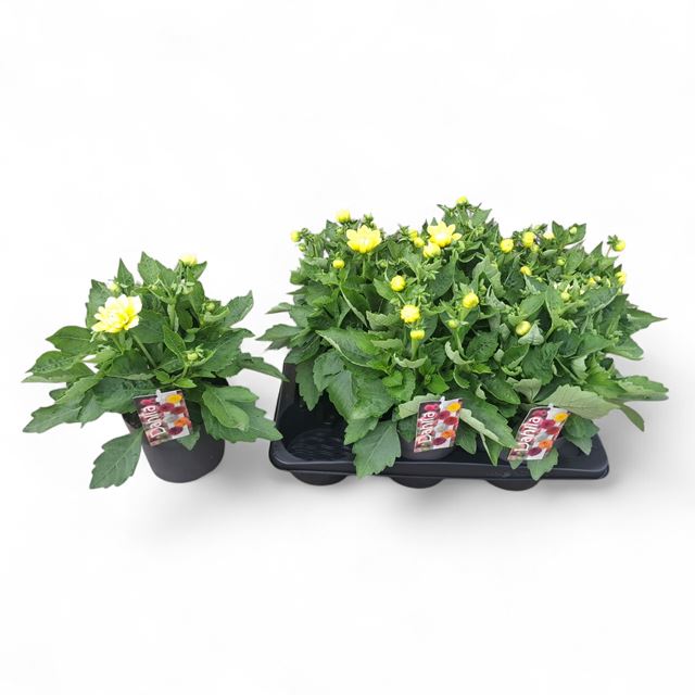 Picture of Dahlia xl yellow white bicolor