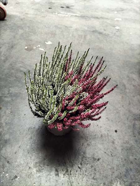 Picture of CALLUNA VULGARIS GARDEN GIRLS TWINS