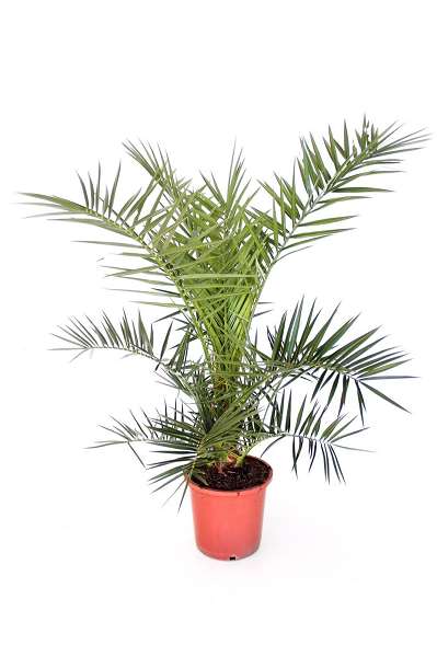 Picture of PHOENIX CANARIENSIS C10L