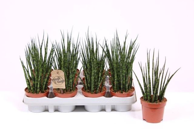 Picture of Sansevieria bacularis fernwood mikado