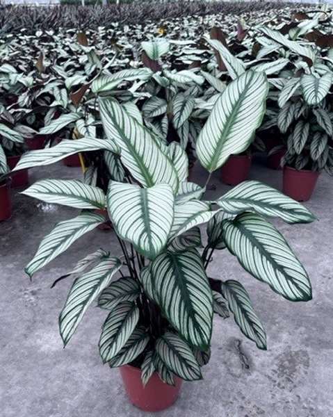 Picture of Calathea majestica white star